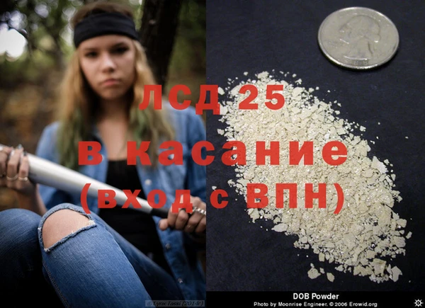 сатива Новодвинск