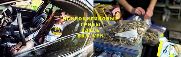 сатива Новодвинск