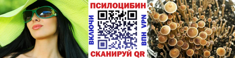 Галлюциногенные грибы Psilocybe  Лермонтов 